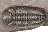 Five Trilobites (Four Species) in Association - Jorf, Morocco #334862-3